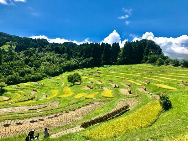 大山千枚田