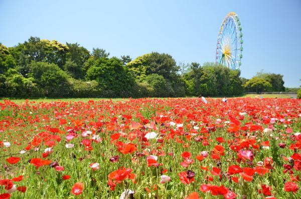 提供：国営ひたち海浜公園