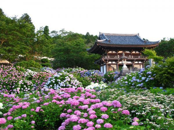 華觀音寺(丹波あじさい寺)