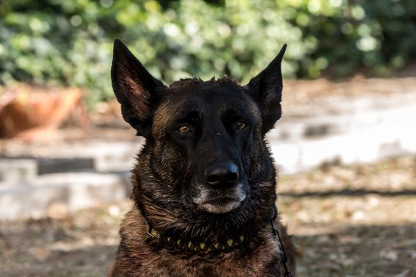 (C)SUBETE AL TREN 2019