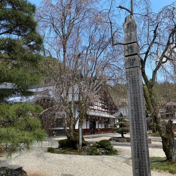 正眼寺のしだれ桜 ぴあエンタメ情報