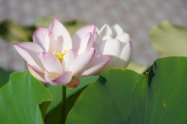 提供：宇治市植物公園