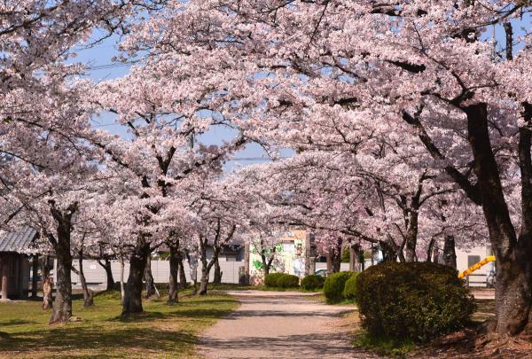 飯能中央公園のさくら ぴあエンタメ情報 飯能中央公園のさくら ぴあエンタメ情報