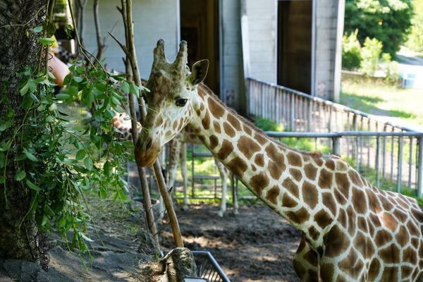 提供：名古屋市東山動植物園