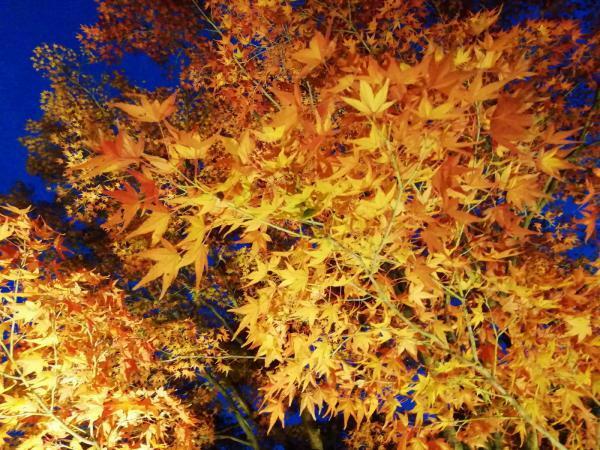 提供：京都府立植物園