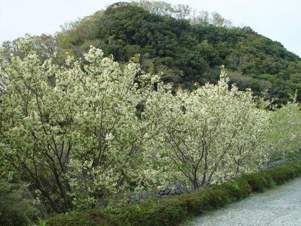 うこん桜