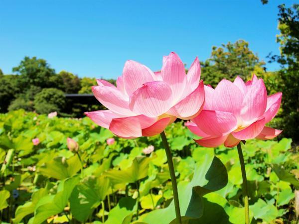 提供：万博記念公園マネジメント・パートナーズ