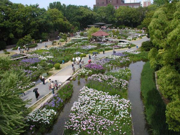 城北公園 城北菖蒲園