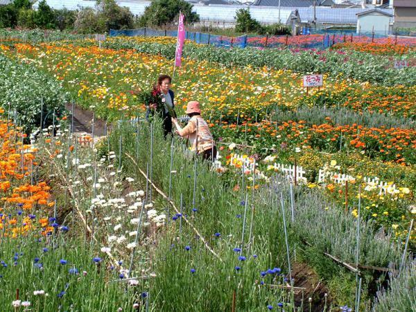 花の里フローラルビレッジ名倉 ポピーの花摘み ストック キンセンカ ぴあエンタメ情報