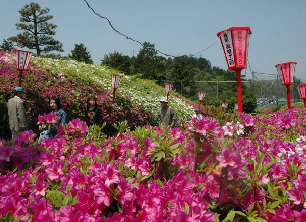 東舞鶴公園のつつじ ぴあエンタメ情報
