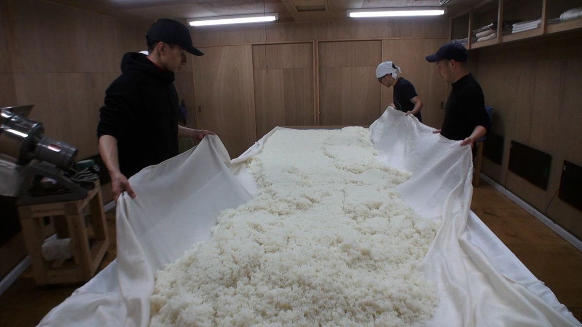 蒸し上げ～放冷の後、温度の下がった米を麹室に引き込み麹菌の種付けを行う。