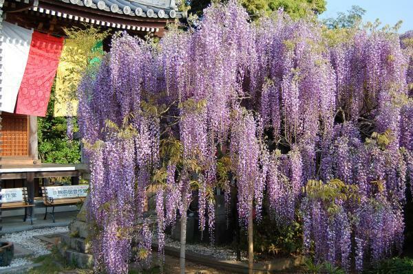 提供：地蔵寺（無断転載禁止）