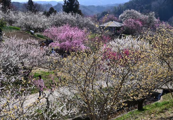 令和5年梅まつり写真コンクール　銅3　竹本晴行　春色様々