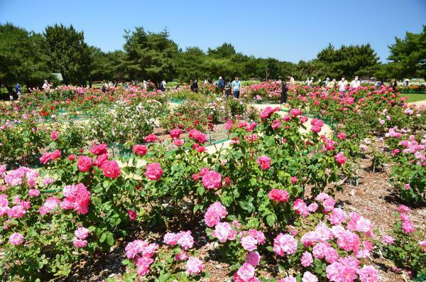 提供：国営ひたち海浜公園