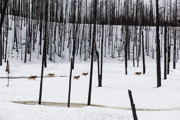 Matthew Barney, Redoubt, 2018. Production still. (C) Matthew Barney, courtesy GladstoneGallery, New York and Brussels, and Sadie Coles HQ, London. Photo: Hugo Glendinning／Photo: Laura Nespola