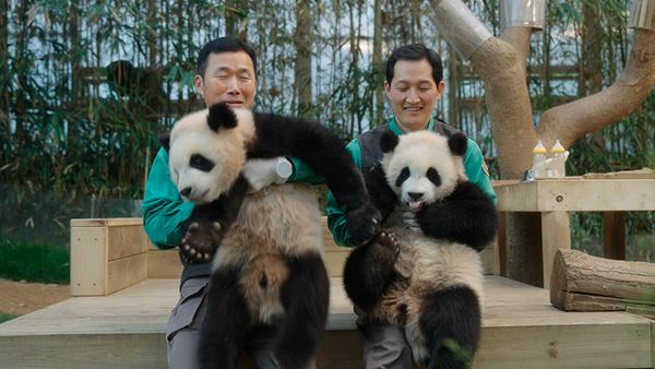 (C)2024 ACOMMZ and EVERLAND RESORT. All rights reserved