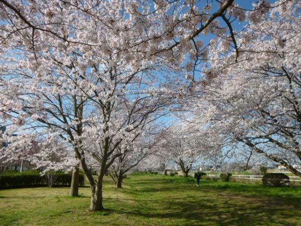 花見川千本桜緑地の桜並木 ぴあエンタメ情報