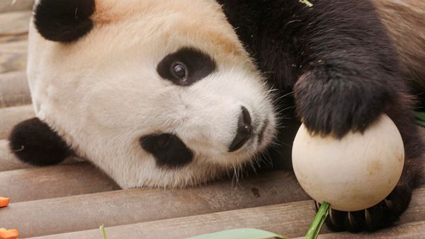 (C)2024 ACOMMZ and EVERLAND RESORT. All rights reserved