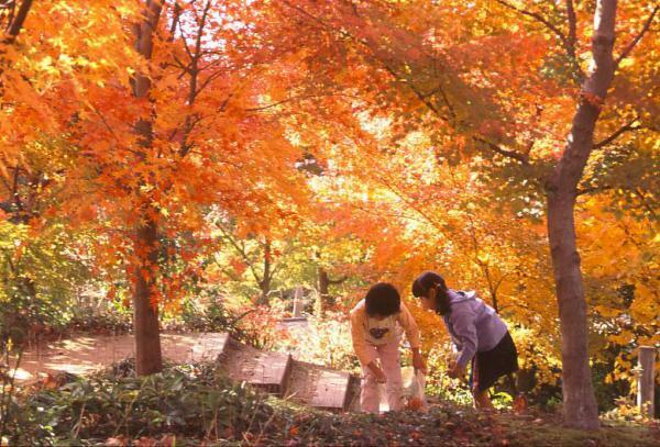 宇治市植物公園 紅葉フェスタ ぴあエンタメ情報