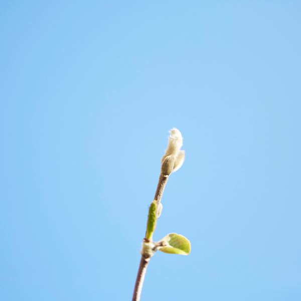 /shared/materials/e41df4b0-19fd-442f-8da4-62dd3bb28c21/thumbnail