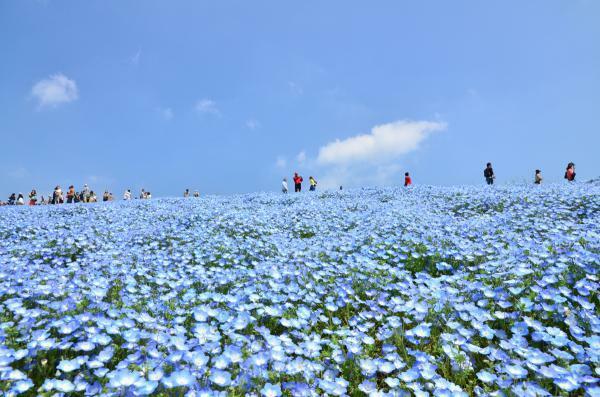 提供：国営ひたち海浜公園