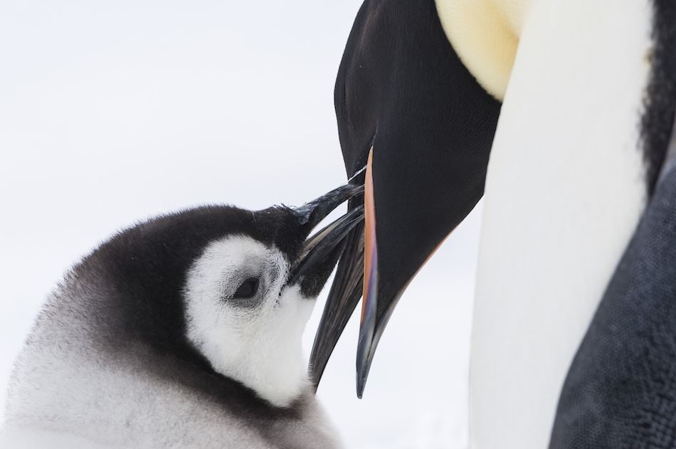 再会するために 声 を出してお互いを探すペンギン親子の姿が 皇帝ペンギン ただいま 本編映像 ぴあエンタメ情報