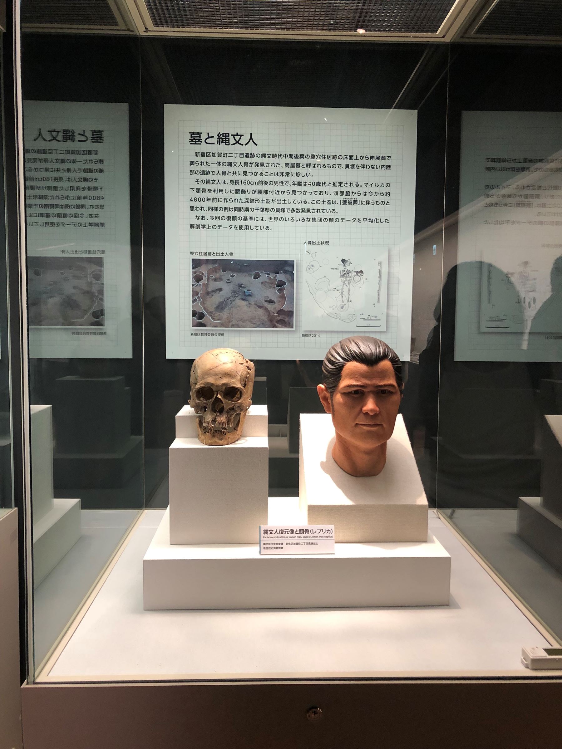 新宿区加賀町二丁目遺跡から出土した頭骨（レプリカ）と復元像