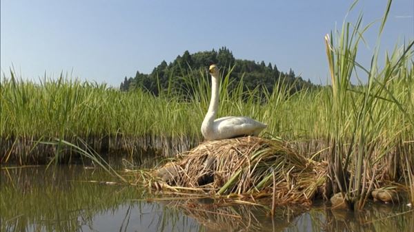 (C)2021映画『私は白鳥』製作委員会