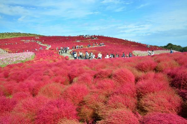 提供：国営ひたち海浜公園