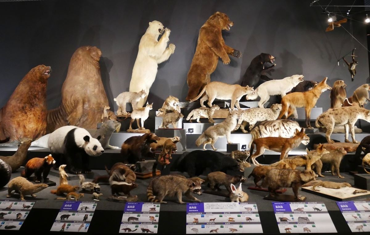 国立科学博物館が誇る200種以上の剥製標本。中には上野動物園で2008年に亡くなったパンダのリンリンの剥製も