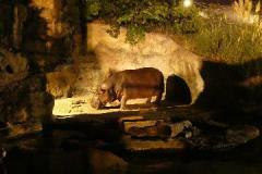 提供：天王寺動物園