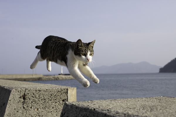 (C)Akiko Ikeda/Fushigi Dayan／(C)Sony Creative Products Inc./Tama &Friends Project／(C)五十嵐健太