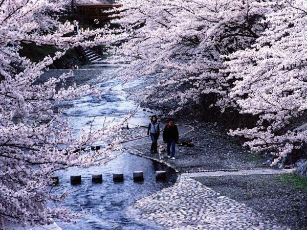 七谷川 和らぎの道 さくら公園の桜 ぴあエンタメ情報