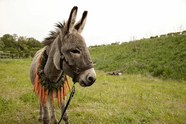 (C)2022 Skopia Film, Alien Films, Warmia-Masuria Film Fund/Centre for Education and Cultural Initiatives in Olsztyn, Podkarpackie Regional Film Fund, Strefa Kultury Wroc?aw, Polwell, Moderator Inwestycje, Veilo ALL RIGHTS RESERVED