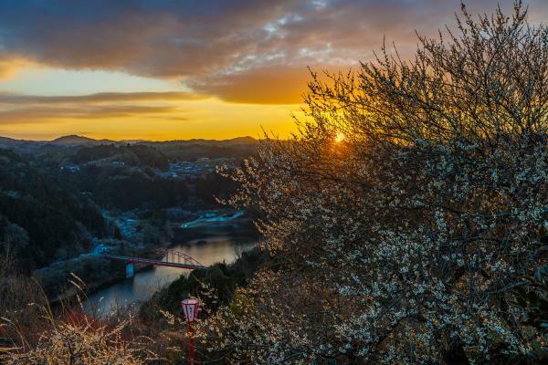 令和5年梅まつり写真コンクール　金賞　渡邉寛　夕焼け空に抱かれて