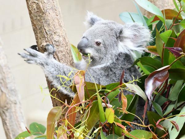 提供：神戸市立王子動物園