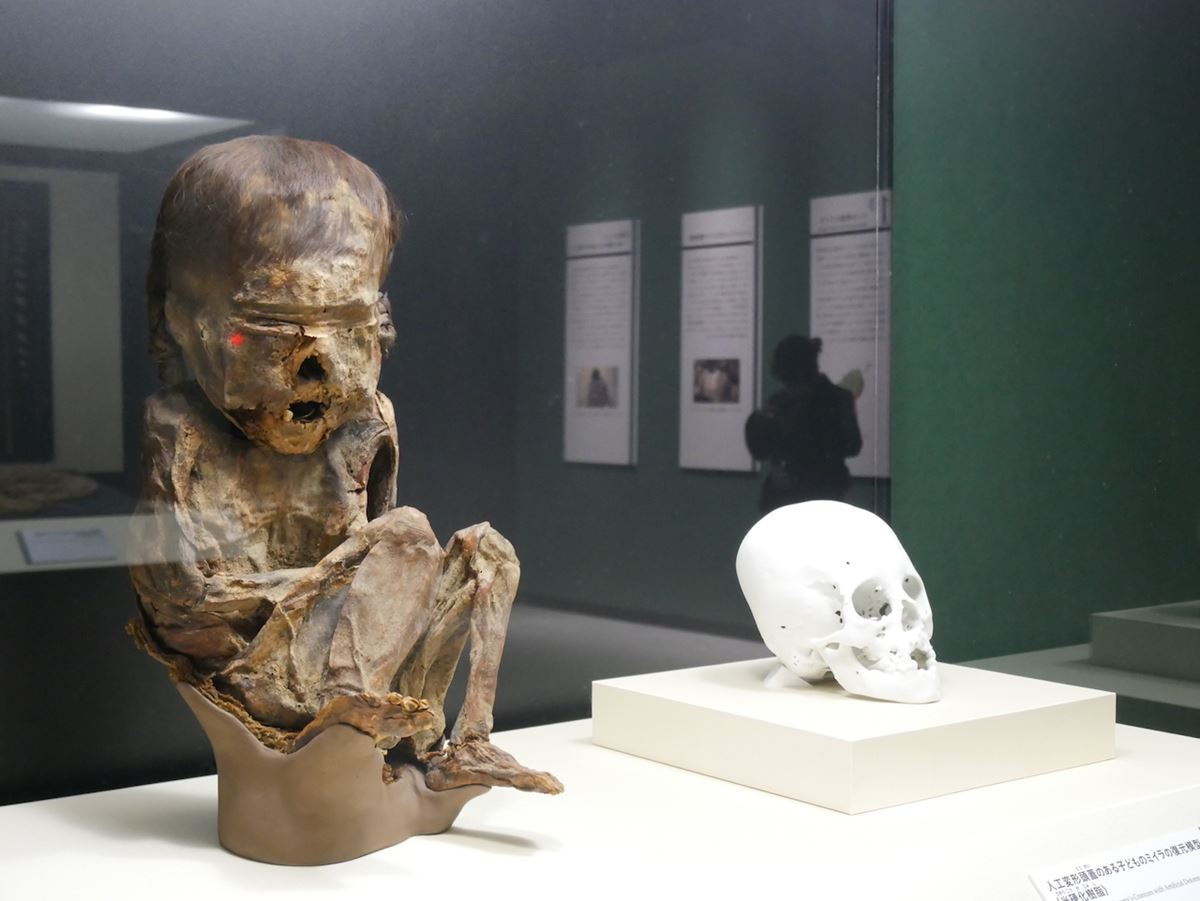 《人工変形頭蓋と腐敗防止処理の痕跡がある子どものミイラ》ペルー、出土地詳細不明　先コロンブス期、1270-1400年頃　ライス・エンゲルホルン博物館
