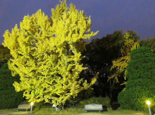 提供：京都府立植物園