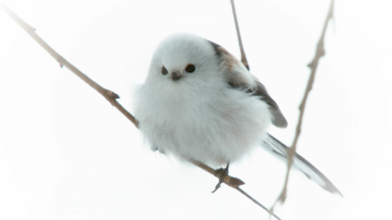 日本列島生きもの超伝説 劇場版ダーウィンが来た!・画像・写真 ぴあ映画