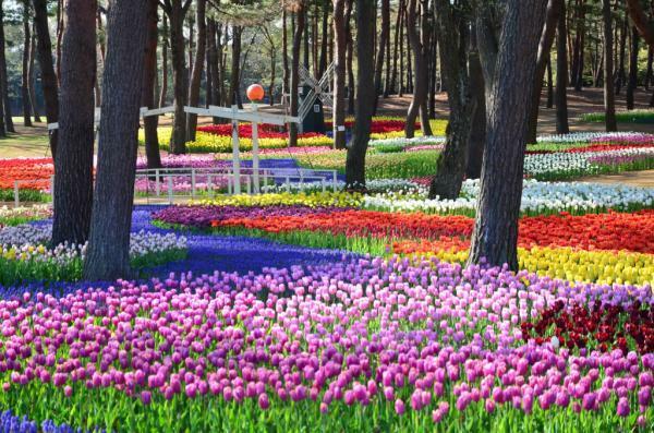 提供：国営ひたち海浜公園