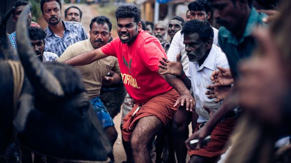 (C)2019 Jallikattu