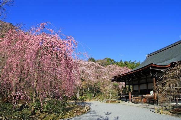 提供：天龍寺